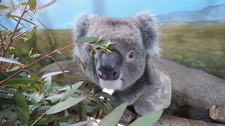 Koala Experience at Longleat Safari Park [upl. by Hafinah]