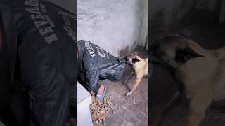 कुत्ते ने बचाई जान dogs shorts dogshorts funnyshortsvideo [upl. by Hsenid839]