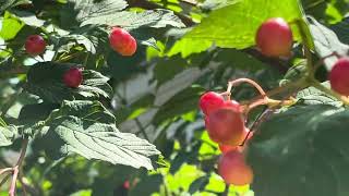 Viburnum trilobum Marshall Snowball vs HighbushCranberry [upl. by Agler628]