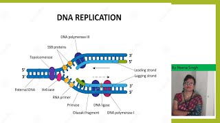 DNA Replication in Prokaryotes II NEETIIclass XIIshortsyoutubeshorts [upl. by Sartin399]