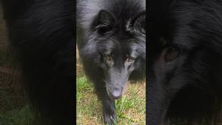 Monty and his new puppy puppy cute belgianshepherd lapphund dogs puppies [upl. by Nelleh]