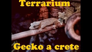 Terrarium tropicale naturel pour gecko a crete  correlophus  rhacodactylus  ciliatus [upl. by Hayman]