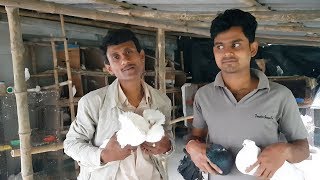 Fancy Pigeon Breeding Farm Visit  Pigeon Breeding Care And Treatment [upl. by Zzabahs]