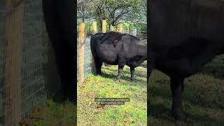 Cow jumped a fence cow highlandcattle babyanimals [upl. by Aspia]