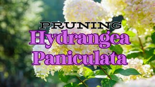 ✂How to Prune Hydrangea Paniculata  Vanilla Strawberry Hydrangea🌸🌼🍃 [upl. by Aihsena742]