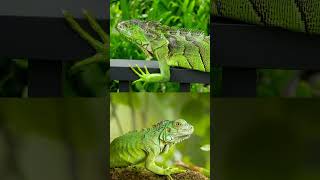 iguana anisuryani6639 [upl. by Haggar]