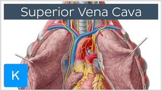 Superior Vena Cava Cardiovascular System  Human Anatomy  Kenhub [upl. by Eiramanin]