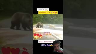 Brave dog vs bear animals bear wildlife viralshort [upl. by Maudie]