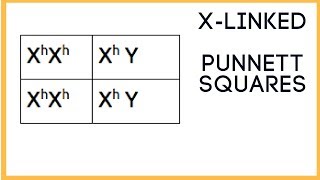 X  linked traits  Punnett Square basics [upl. by Hahsi717]