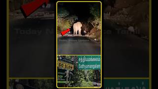 Sathyamangalam Elephant  Sathyamangalam Forest  Tiruchendur Elephant Issue  Elephant  shorts [upl. by Leeth]