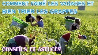 Comment faire les vendanges et bien trier les grappes [upl. by Teplitz]