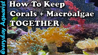 How To Keep Macroalgae With Corals In A Reef Display Tank [upl. by Rafaelle74]