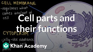 Cell parts and their functions  Cells and organisms  Middle school biology  Khan Academy [upl. by Phillipp]