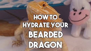 Bearded Dragon Owners  How to Hydrate Your Bearded Dragon [upl. by Ketchan]