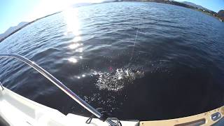 Norway flounder fishing Ålesund [upl. by Algar]