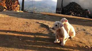 Tavuklarla en iyi anlaşan köpek dogo argentino pablo escobar atack tiger animals safari [upl. by Chaudoin]