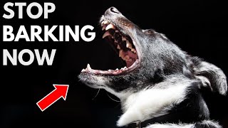 How To Stop A Dog From Barking At Everything [upl. by Gemperle]