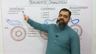 Triploblastic Organization English medium profmasoodfuzail Coelomates  Acoelomates [upl. by Anael14]