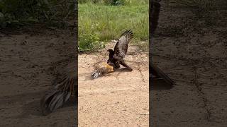 Eagle fly down and trying hunt a big roaster 🦅youtube hunting birds youtube youtubeshorts [upl. by Chambers]