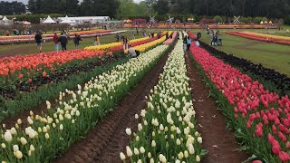 Tesselaar Tulip Festival Melbourne Tulip Garden  SilvanTractor ride farm displays Fairy Garden [upl. by Cliffes]