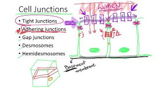 Dr Benaduce Cell Junctions Tissues Lecture [upl. by Himelman]