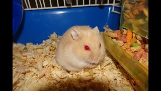 HAMSTER SHEKEL HIS FIRST 70 DAYS [upl. by Wilda]