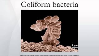 Coliform bacteria [upl. by Gnoix]