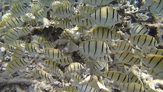 GitterDoktorfische  Swarm Acanthurus triostegusConvict surgeonfish [upl. by Adimra]