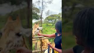 Giraffe center was high on the lost of things to do in Nairobi [upl. by Moskow]