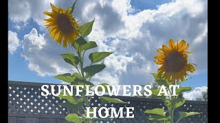 GROWING SUNFLOWERS AT HOME [upl. by Ahsercal65]