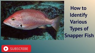 How to Identify Various Types of Snapper Fish [upl. by Colas291]