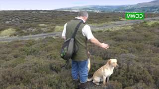 Labrador gun dog training [upl. by Irap433]