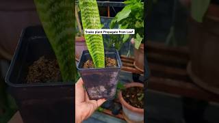 Snake plant Propagate from leaf snakeplant care indoorplants houseplants youtubeshorts [upl. by Ahsote304]