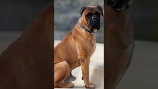 Cane Corso vs Bullmastiff mastiff canecorso corsopups dog puppy blackcanecorso dogbreed love [upl. by Ava]