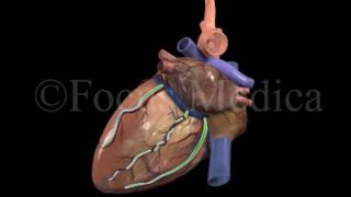 Introduction to Venous Drainage  Heart [upl. by Areikahs]