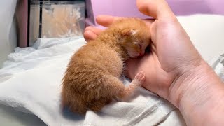 Found a palmsized kitten abandoned on the roadside took him home and fed him with a syringe [upl. by Clerc376]