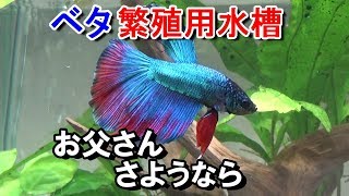 ベタ父逝く【ベタ繁殖 第34回】 [upl. by Cardinal572]