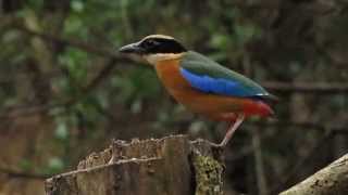 Blue Winged Pitta Day Feeding [upl. by Meras]