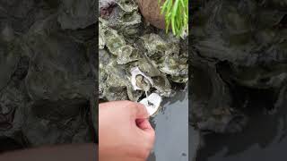 Oyster So Delicious Wow So Fresh oyster seafood usa food [upl. by Vanya]