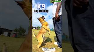 🔥Mastering Elite Dog Training DogTraining EliteTraining Obedience PetBonding AdvancedSkills [upl. by Ming]