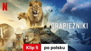 Drapieżniki Sezon 1 Klip 5  Zwiastun po polsku  Netflix [upl. by Dessma]