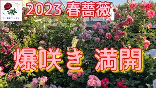 2023年春薔薇🌹【爆咲き満開】この時を待ってました😊🐻50品種バシっと詳しく紹介🌹 [upl. by Elletse]