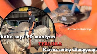 PART 1 Keseruan merawat kuku sapi dipukul sepertiga malam kandangsobatngarit [upl. by Sneed412]