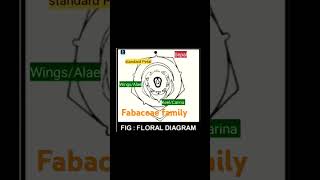 Floral diagram of Fabaceae family  fabaceae  Standard petal  wingsalae  KeelCarina [upl. by Lamonica]