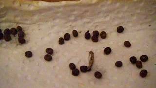 stick insects hatching from its egg ova [upl. by Oppen]