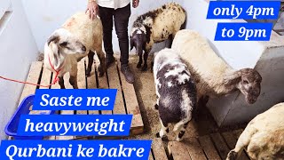 Saste bade bakre Qurbani ke liye available in Hyderabad Talabkatta at Akram dairy farm pets clinic [upl. by Sarine974]