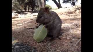 葉っぱを食べる小柄なクオッカ Small quokka eating leaf [upl. by Lois]