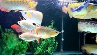 9 Super Red Arowana Community Tank [upl. by Sikes408]