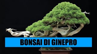 FOCUS SU BONSAI DI GINEPRO [upl. by Tankoos885]