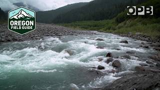 The rewilding of the Elwha River 12 years after dam removal  Oregon Field Guide [upl. by Eelyrag520]